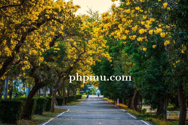 Cara Membuat Jalan Kompleks Lebih Indah dengan Pohon Tabebuya